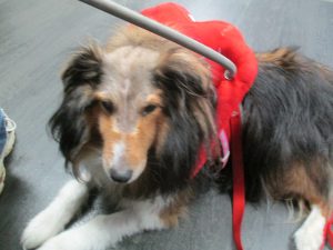 Sochi Blind Sheltie Halo