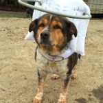 Allie Blind Hound Halo