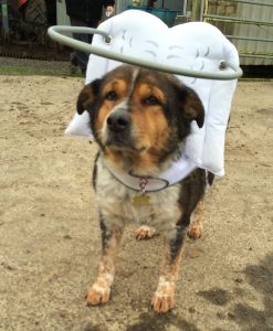 Allie Blind Hound Halo
