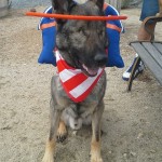 Asur - Muffins Halo - German Shepard
