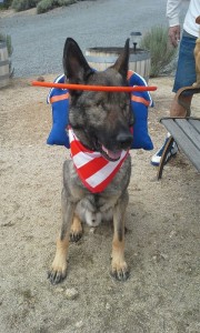 Asur - Muffins Halo - German Shepard