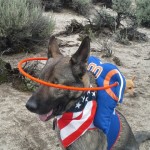 Asur - Quarterback Halo - German Shepard