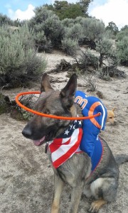 Asur - Quarterback Halo - German Shepard