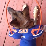 Asur - Blind German Shepard