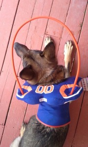 Asur - Blind German Shepard