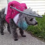 Gertie Blind Poodle Halo
