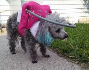 Gertie Blind Poodle Halo