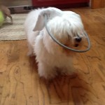 qtip_blind_dogs