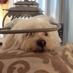 qtip_muffins_halo