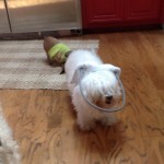 qtip_muffins_halo_blind_dogs