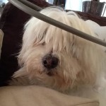 qtip_non_profit_ muffins_halo
