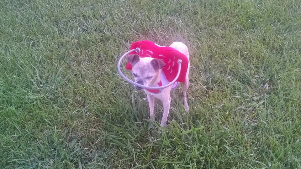 Blind dog China Doll