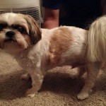 Blind Shih Tzu