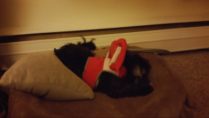 Suzi Blind Shih Tzu