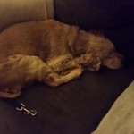 Destiny Blind Dog