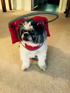 Blind Shih Tzu Q