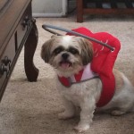 Blind Shih Tzu