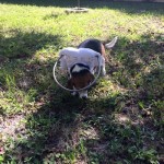 Blind Beagle Barney