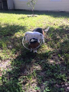 Blind Beagle Barney