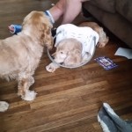 Destiny Blind Cocker Spaniel