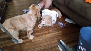 Destiny Blind Cocker Spaniel
