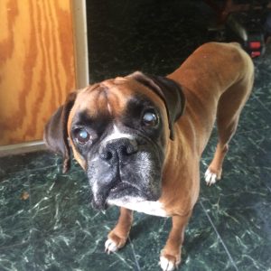 Flood Blind Boxer Before