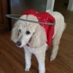 Maggie Toy Poodle Halo