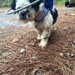 Muggle Blind Shih Tzu Head Protection