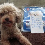 Pogo Blind Poodle Halo