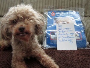Pogo Blind Poodle Halo