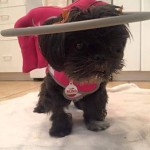 Cookie Blind Shih Tzu halo