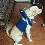 Keller Blind Lab Halo
