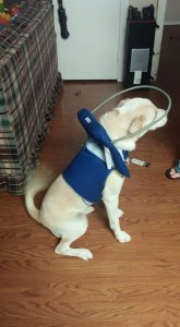 Keller Blind Lab Halo