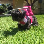 Cookie Blind Shih Tzu halo