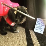 Cookie Blind Shih Tzu halo