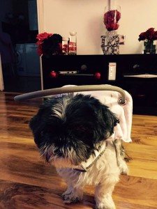 Tilly Blind Shih Tzu Blind