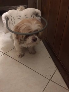 Buster Blind Shih Tzu Blind Halo