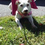 Chani Blind Bulldog Halo