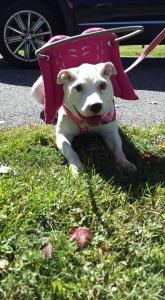 Chani Blind Bulldog Halo