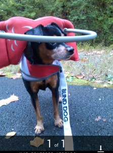 Naru Blind MInpin Halo