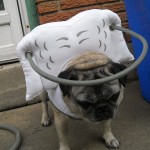 Peanut Blind Pug Halo