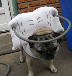 Peanut Blind Pug Halo
