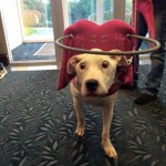 Chani Blind Bulldog Halo