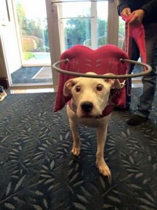Chani Blind Bulldog Halo