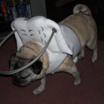 Peanut Blind Pug Halo