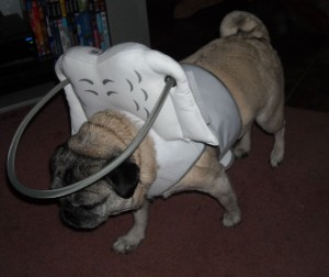 Peanut Blind Pug Halo