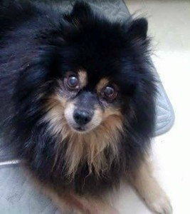 Megatron Blind Pomerain