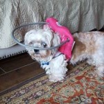 Keller Blind Shih Tzu Halo