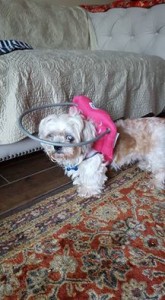 Keller Blind Shih Tzu Halo
