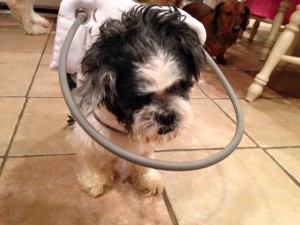 Quinn Blind Shih Tzu Halo